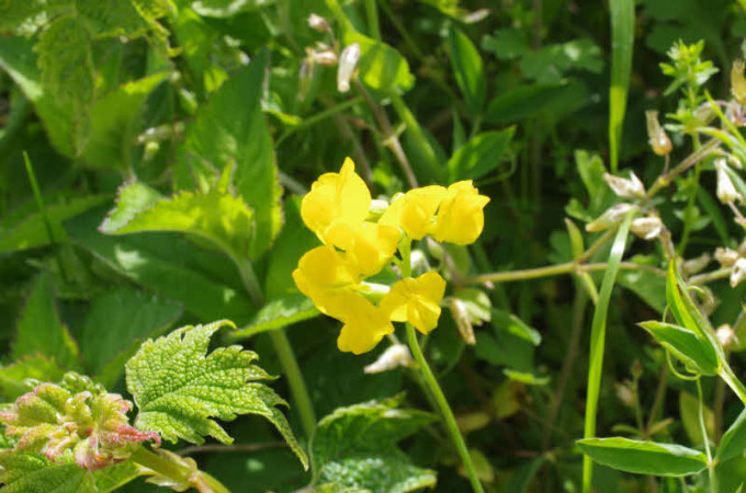 キバナノレンリンソウ