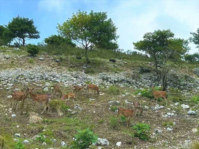 伊吹山に生息するシカ