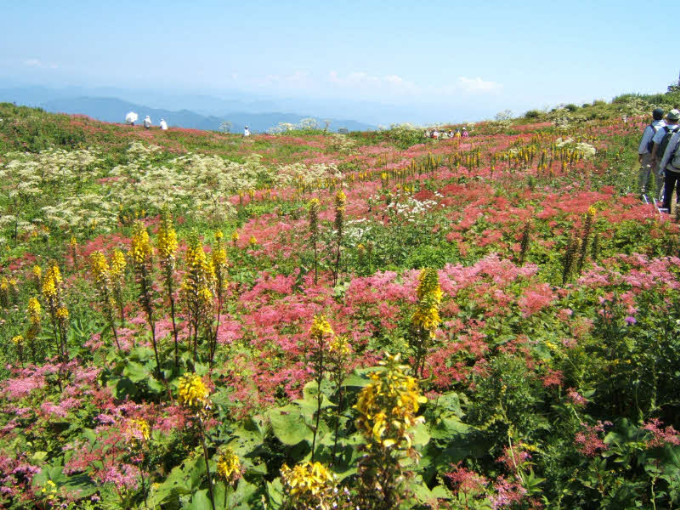 2008年の伊吹山山頂お花畑