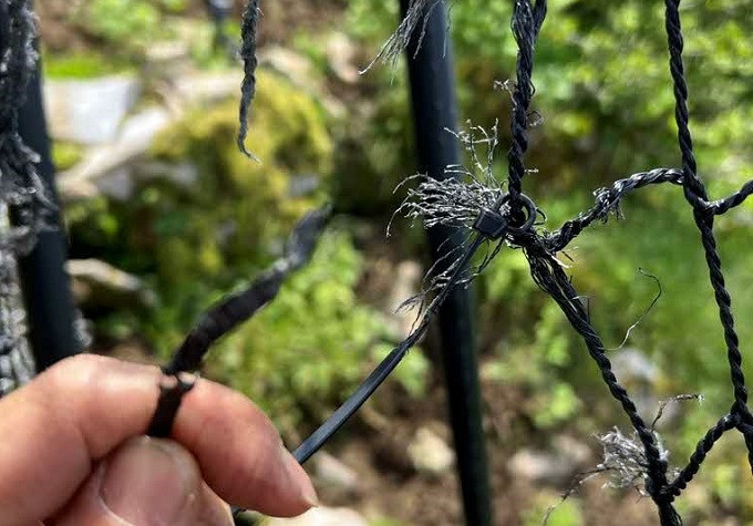 シカが噛みちぎった獣害柵ネット