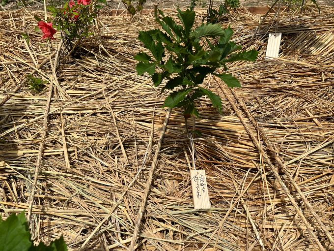 植樹した苗には、参加者のメッセージが書かれた木札がかけられました。