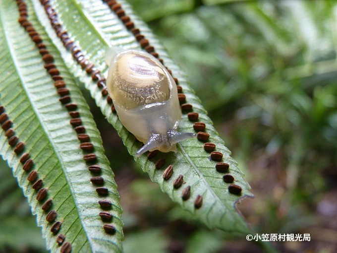 天然記念物に指定されている固有種「オガサワラオカモノアラガイ」