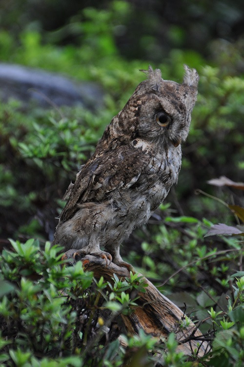 寄付によりコノハズクを保護していきます。