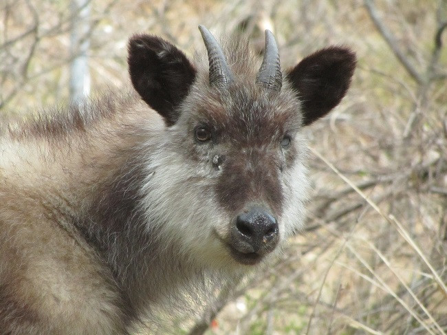 寄付によりカモシカを保護していきます。