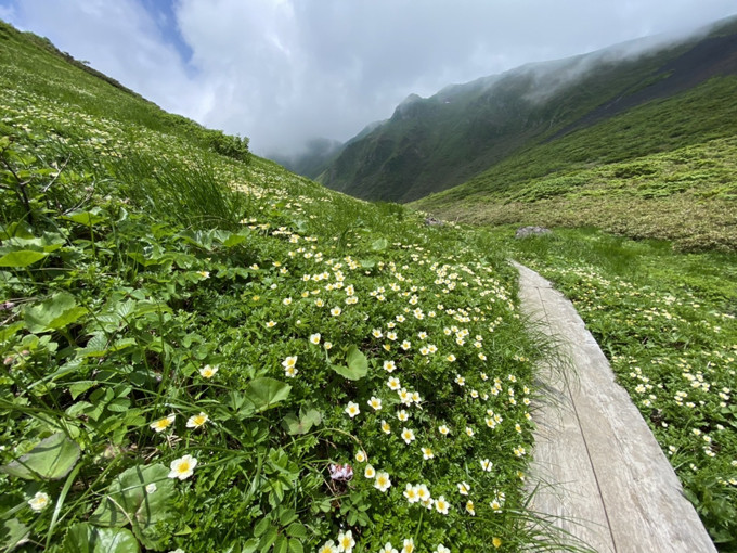 ムーミン谷　木道脇までチングルマが咲いています。