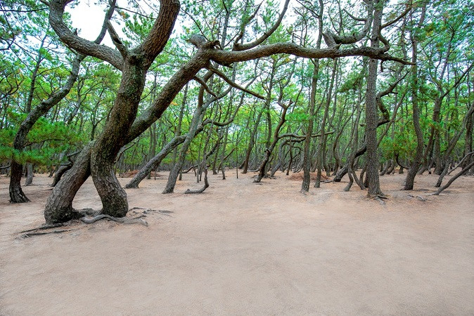 松原本来の「白砂青松」の景色