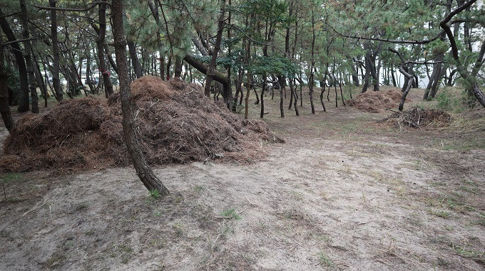 ボランティア活動後には大量の松葉と枯れ枝の山ができる