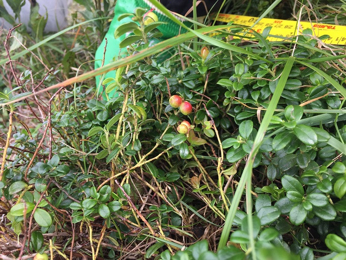 ライチョウのエサの一つ「コケモモ」