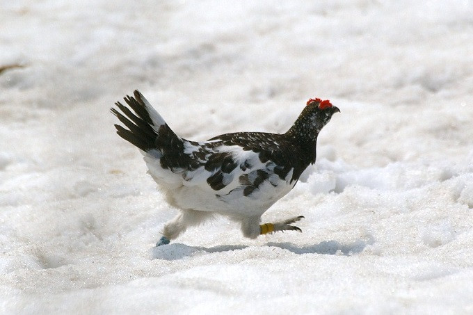 雪原を走るライチョウ