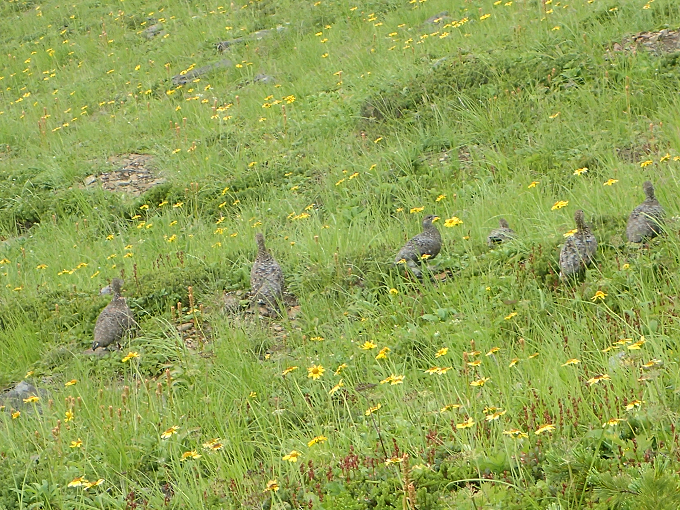 今年8月に生息地回復事業区で確認されたライチョウの様子