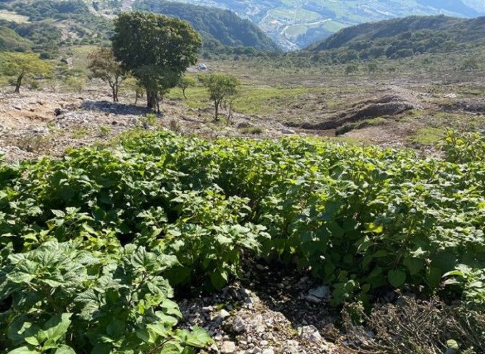 【比較写真A’】2024年10月の様子 植物が繁茂
