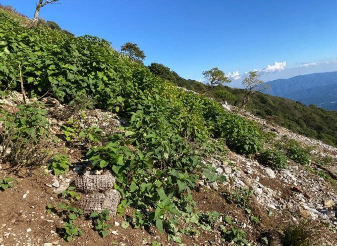 【比較写真B’】2024年10月の様子 植物が繁茂