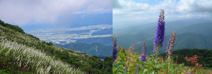 （左）サラシナショウマ　（右）ルリトラノオ