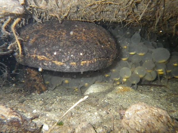 卵を守るオオサンショウウオの雄(雄が子育てをするのが特徴です)