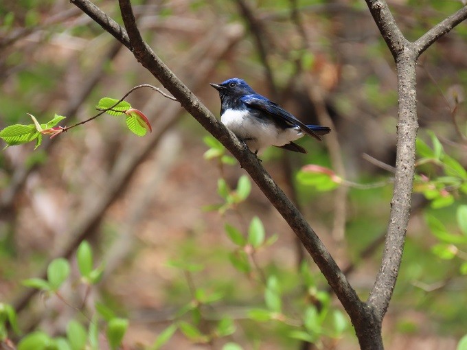 両神山に生息するオオルリ
