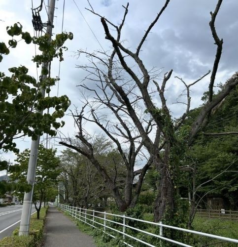 クビアカツヤカミキリによる枯木被害