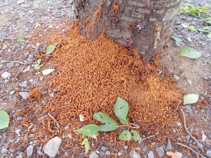 被害木の根元に溜まったフラス(木くずと幼虫のフンが混ざったもの)