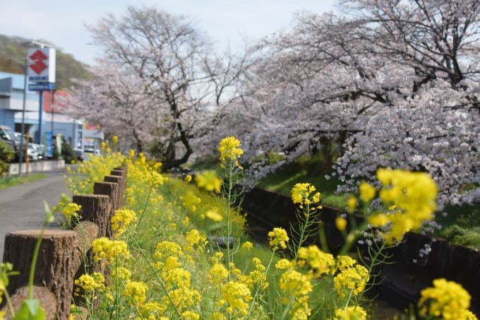 被害により消失した桜並木(被害前)