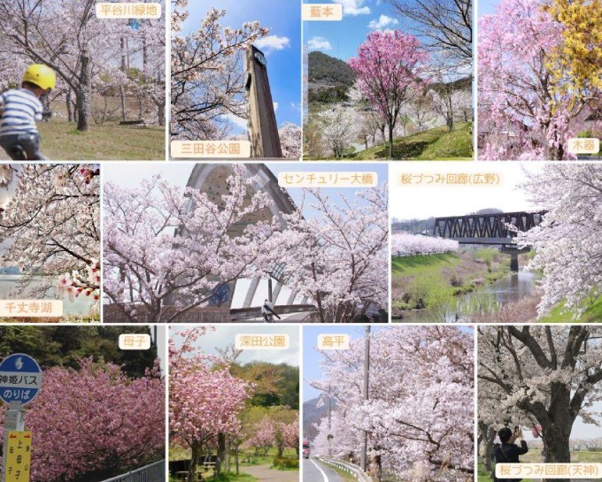 三田の桜のスポット