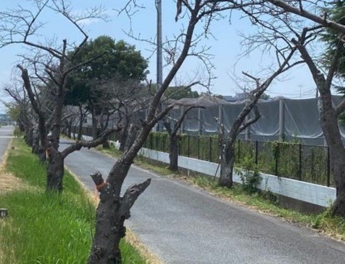 クビアカツヤカミキリの被害を受けた桜のトンネル