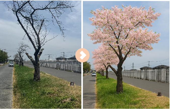 行田の桜の復活を目指して　<右図は生成AIによるイメージ>