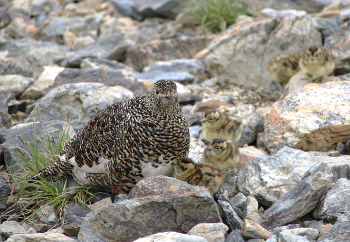 ライチョウの親子