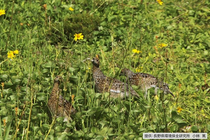 高山直物を食べるライチョウの雛（令和７年８月）