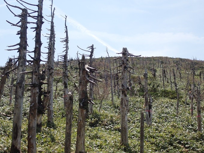 枯れたオオシラビソ林