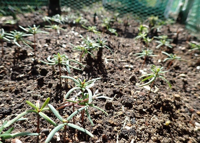 まだ小さいオオシラビソの芽