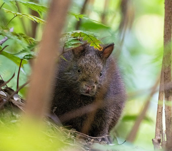 アマミノクロウサギさんを守る。この島で100年後も仲良く暮らしたい