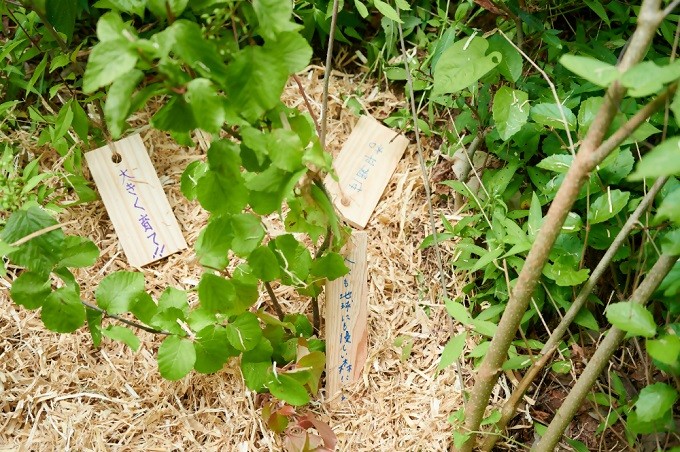 植樹した苗木には、それぞれの思いを綴った木札がつけられました。