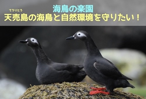 海鳥の楽園・天売島の海鳥と自然環境を守りたい！