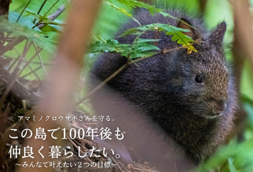 アマミノクロウサギさんを守る。この島で100年後も仲良く暮らしたい