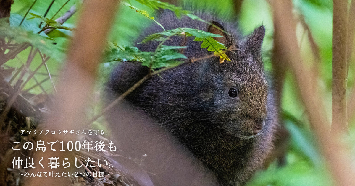 アマミノクロウサギさんを守る。この島で100年後も仲良く暮らしたい