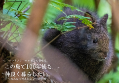 アマミノクロウサギさんを守る。この島で100年後も仲良く暮らしたい