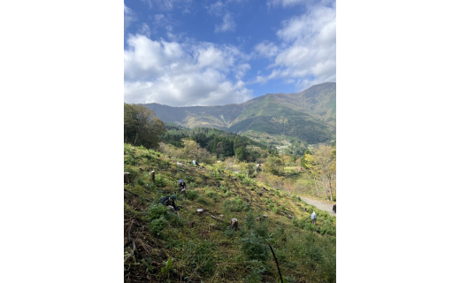 【最近の焼畑の様子】