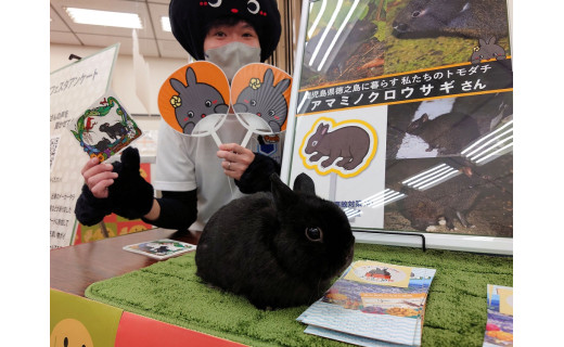 ~日本最大級のウサギさんイベント“うさフェスタ”に初参加しました!