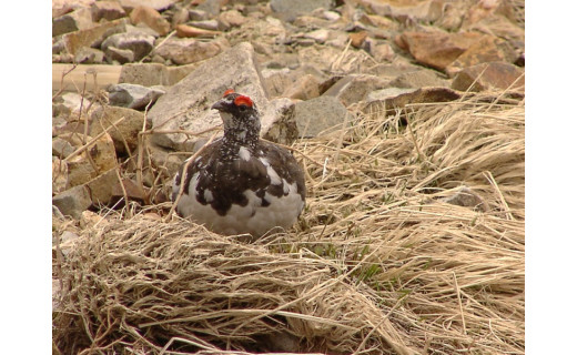 【目標達成のお礼!】ご支援いただき、ありがとうございました。