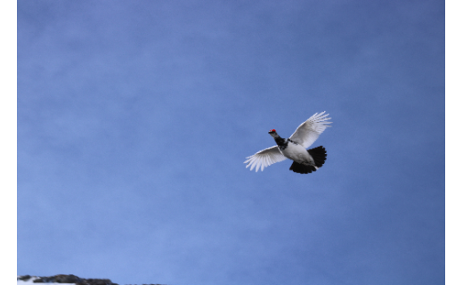 【御礼】目標金額の達成