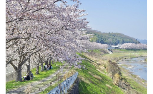 残り１か月！三田の桜を守り、未来へつなぐラストスパート！