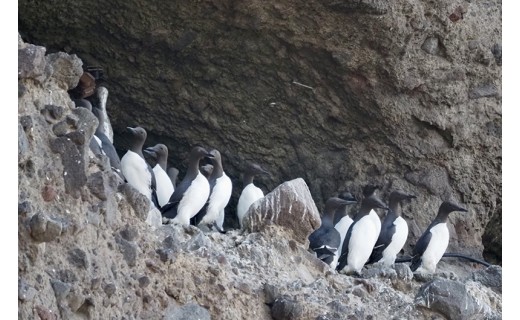 葛西臨海水族園で海鳥の講演会と物産展を開催します！