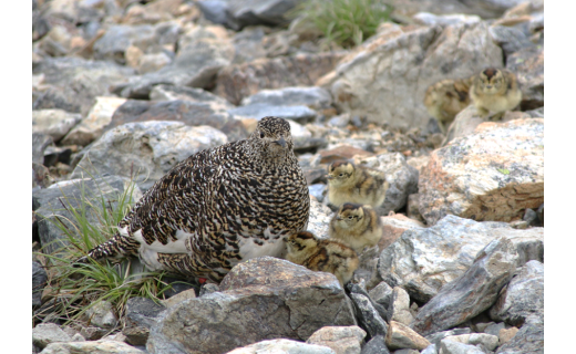 【ライチョウの動画を公開！】