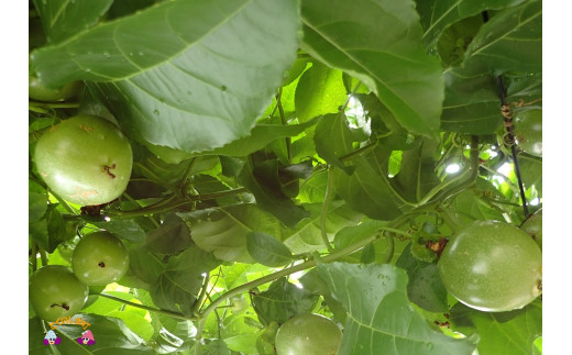 徳之島のてぃだ（太陽）をたっぷり浴びて育ちました。