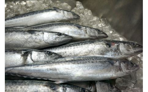 玄界灘でとれた極上の鯖を使用。
豊かな漁場から新鮮で活きの良い魚を仕入れております。