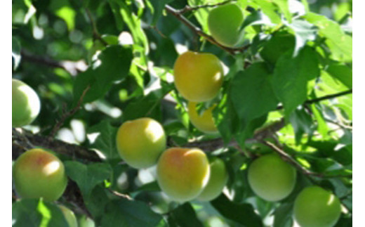 収穫から梅干にするまでの工程も、
地元の職人さんが一粒一粒手をかけて作っています。