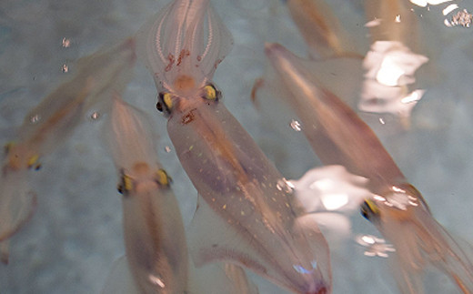 活きのよいいかの透明な輝きと甘み、歯ごたえのある美味しさは
全国各地からお越しいただくお客様に大変喜ばれています。