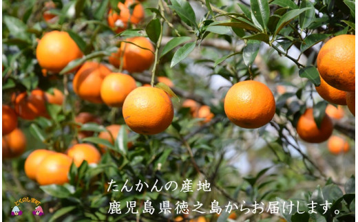たんかんの産地！徳之島から愛情込めてお届け致します。