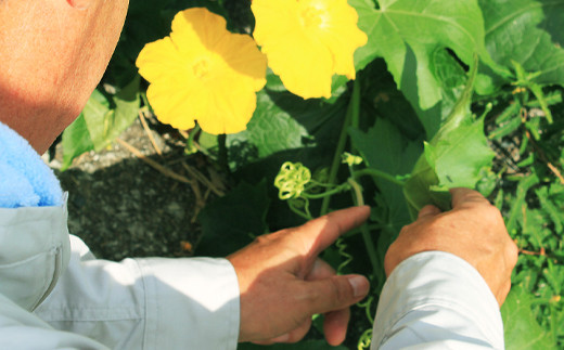 熊本県  、阿蘇山麓の契約農家で丹精込めて栽培された
農薬不使用・有機栽培のヘチマ水を使用。
