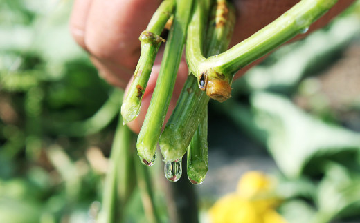 高麗人参に似た作用をもつと言われるヘチマのサポニンや
大和茶のカキテンが肌のキメを整えます。