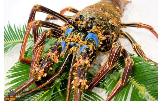 南の島の綺麗な海で育ちました！新鮮そのままを冷凍に！